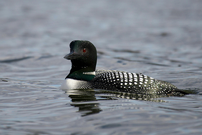 common loon